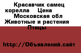 Красавчик самец корелла  › Цена ­ 4 500 - Московская обл. Животные и растения » Птицы   